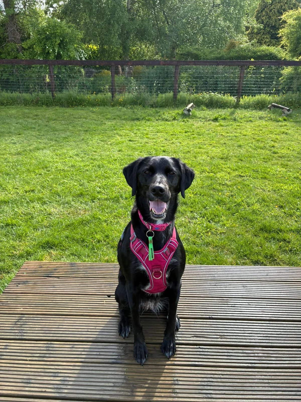 Summer, female mixed breed for adoption at Dogs in Distress, Clondalkin, Dublin