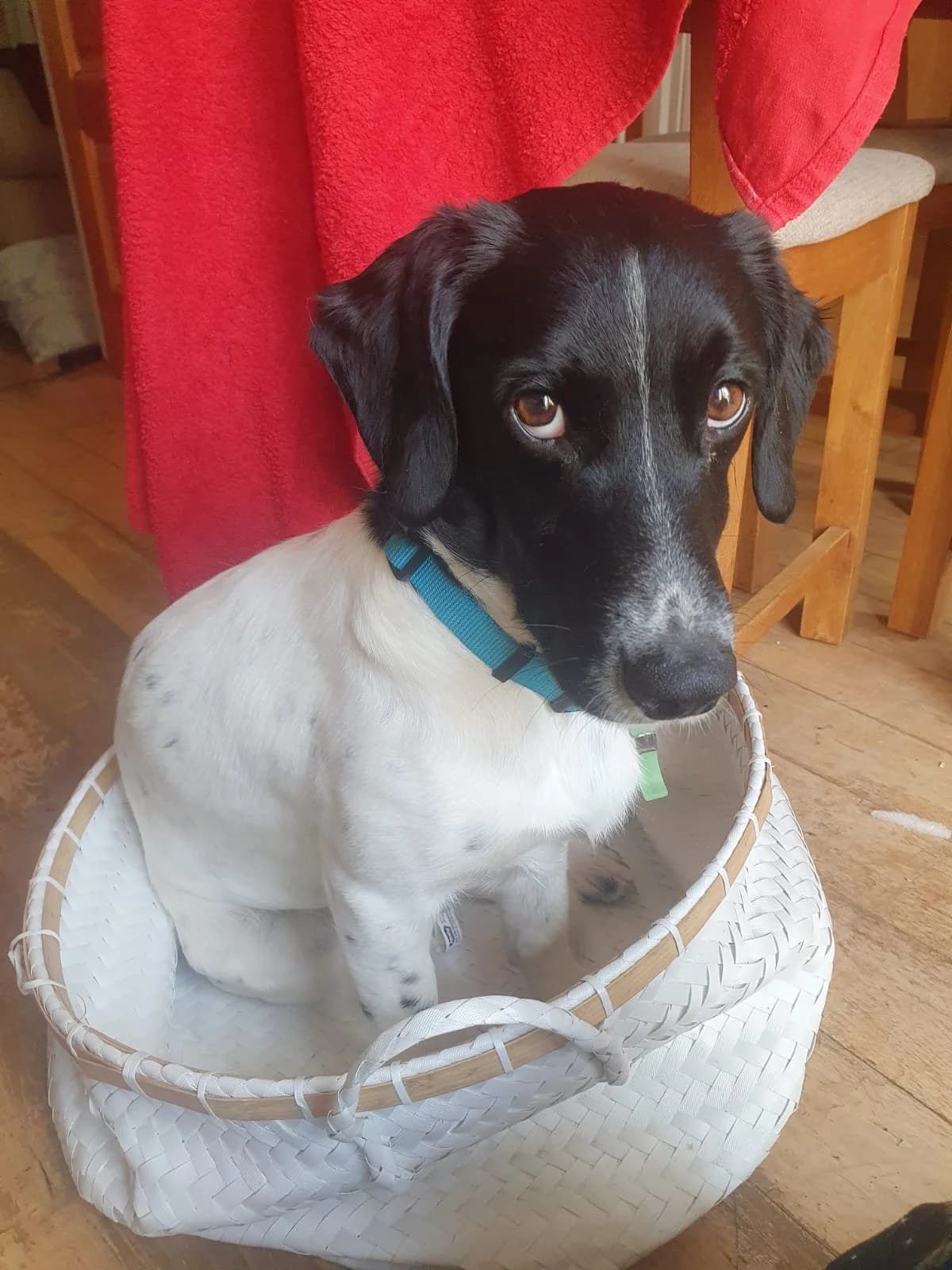 Murphy, male mixed breed for adoption at Dogs in Distress, Clondalkin, Dublin