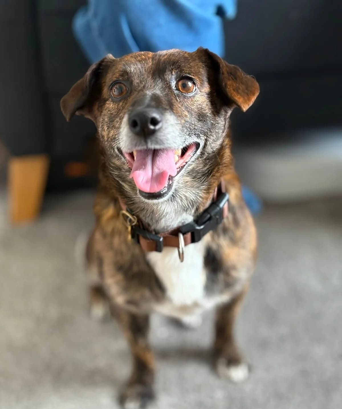 Hopper, Jack Russell Terrier for adoption at Dogs in Distress, Clondalkin, Dublin