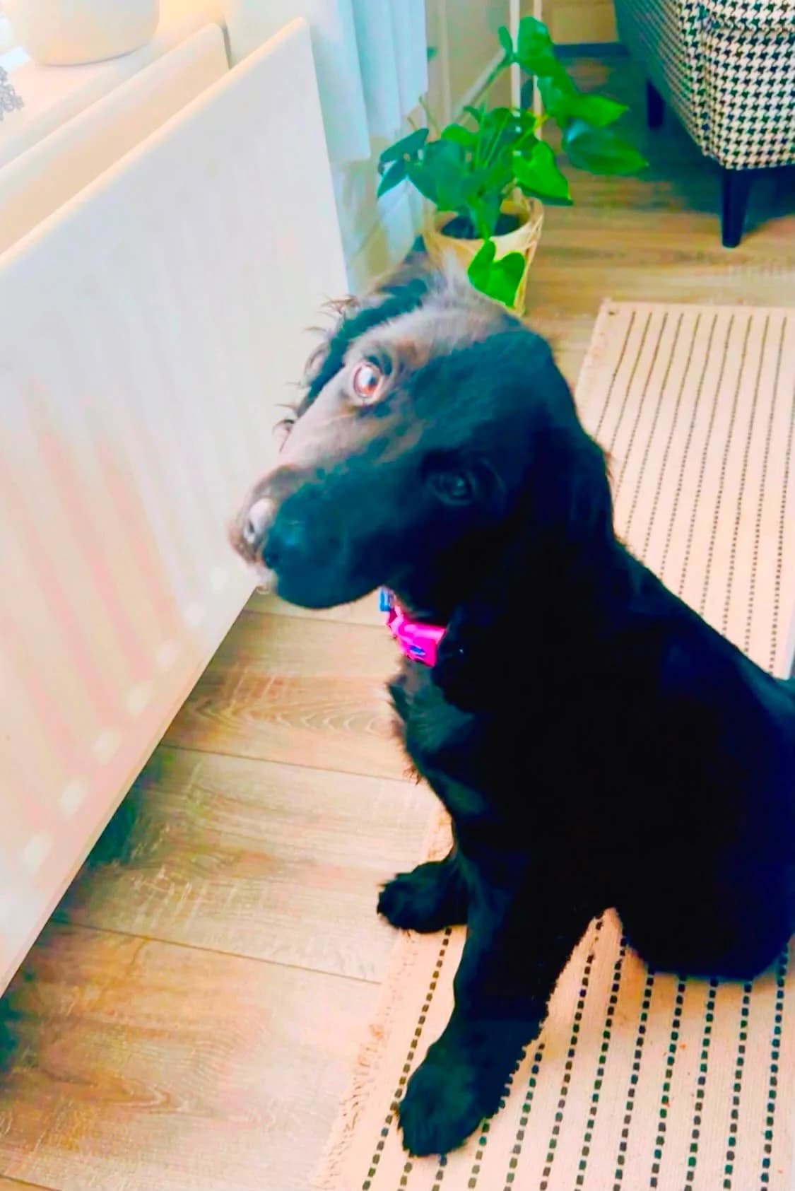 Winnie, female mixed breed for adoption at Dogs in Distress, Clondalkin, Dublin