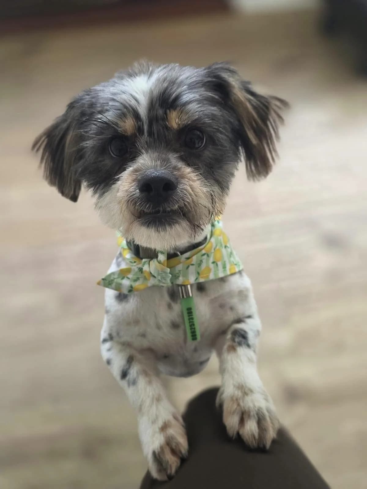 Ted, Shih Tzu for adoption at Dogs in Distress, Clondalkin, Dublin