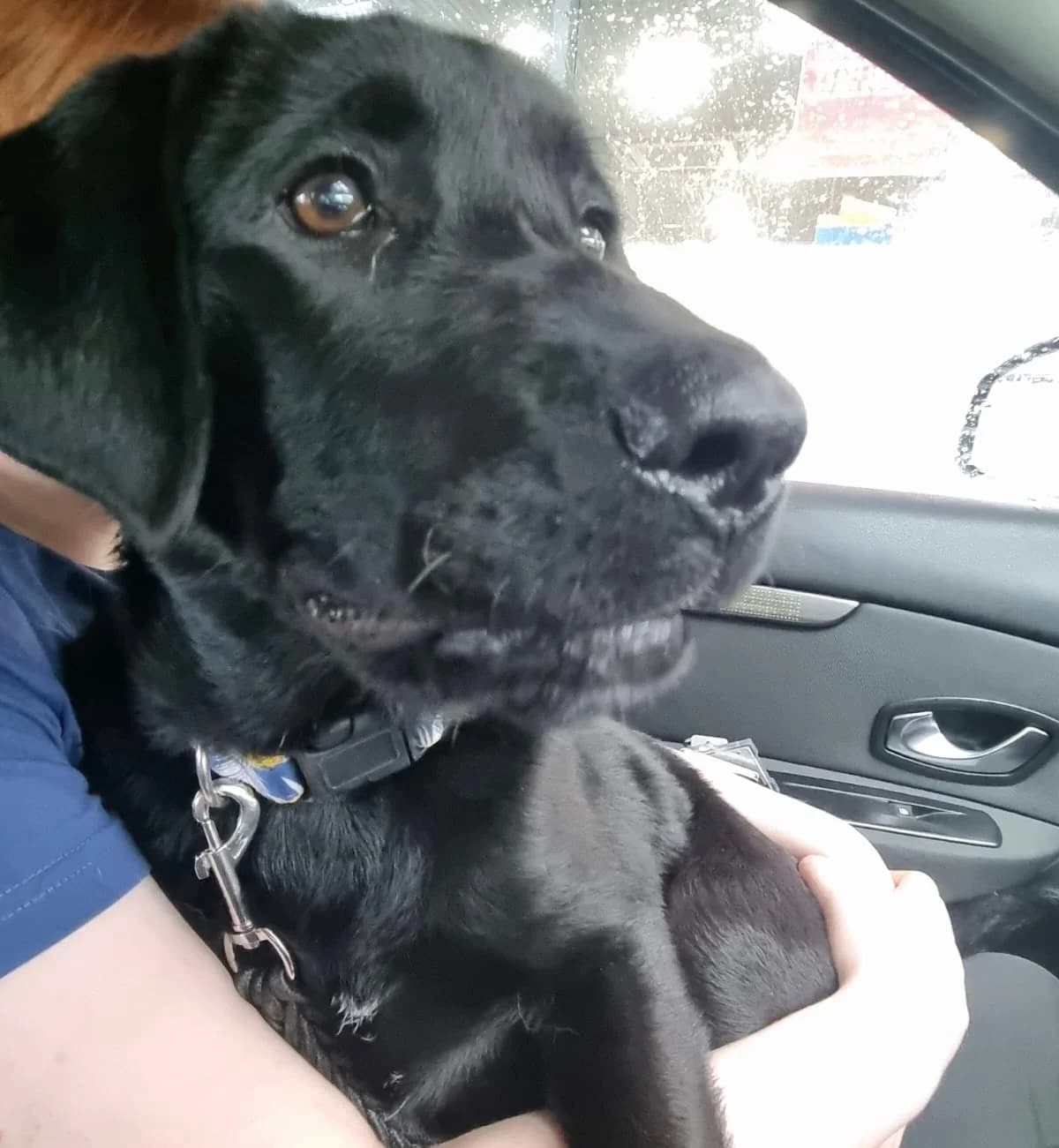 Chase, male Newfoundland for adoption at Dogs in Distress, Clondalkin, Dublin