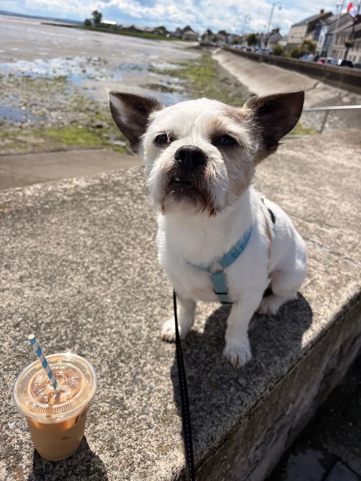 Doug, Shih Tzu for adoption at Dogs in Distress, Clondalkin, Dublin