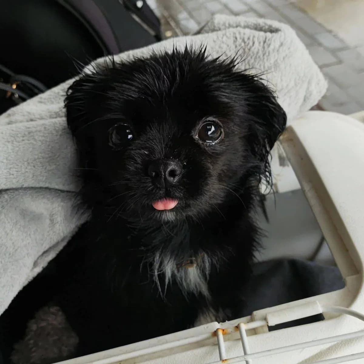 River, female Shih Tzu for adoption at Dogs in Distress, Clondalkin, Dublin