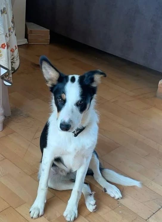 Alex, Collie for adoption at Dogs in Distress, Clondalkin, Dublin