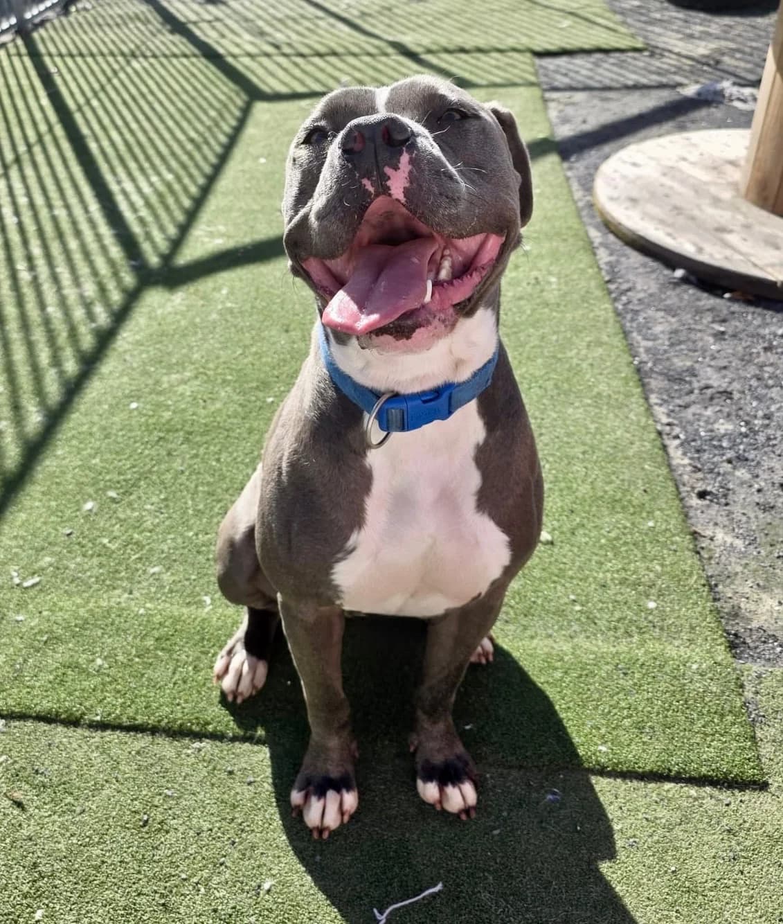 Atlas, Blue/grey male 3yo Staffordshire Bull Terrier for adoption at Dublin Dog Hub