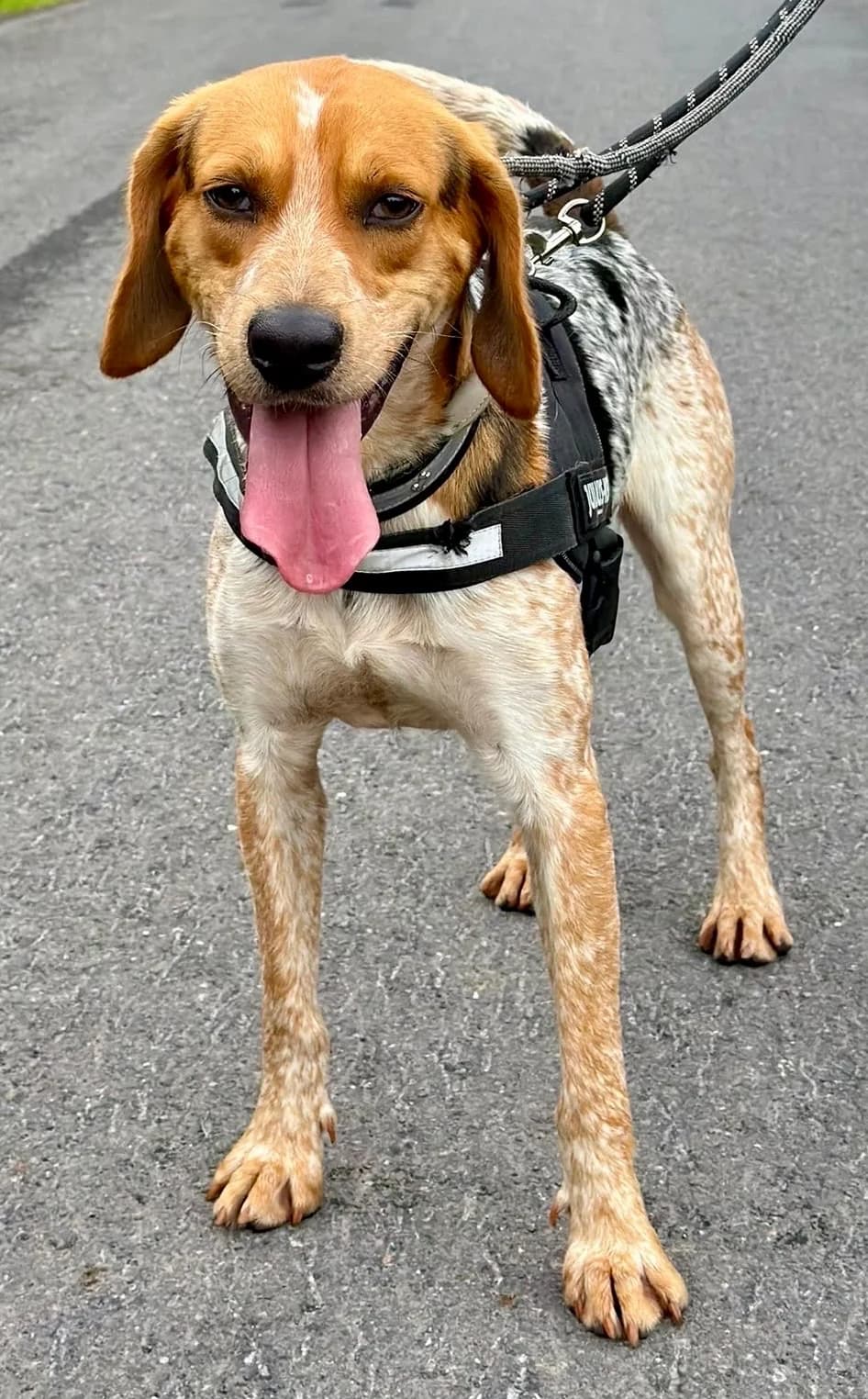 Buddy, Brown/Black/White male Pointer for adoption at Dublin Dog Hub