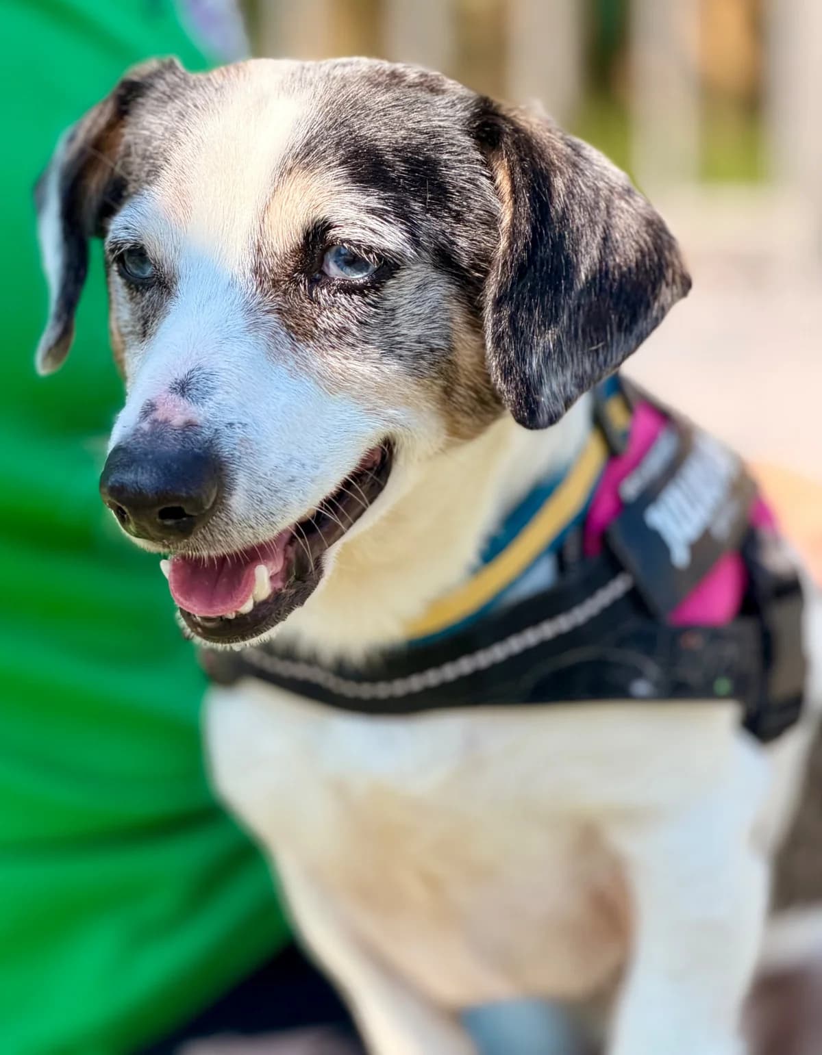 Scrappy, White & Grey male mixed breed for adoption at Dublin Dog Hub
