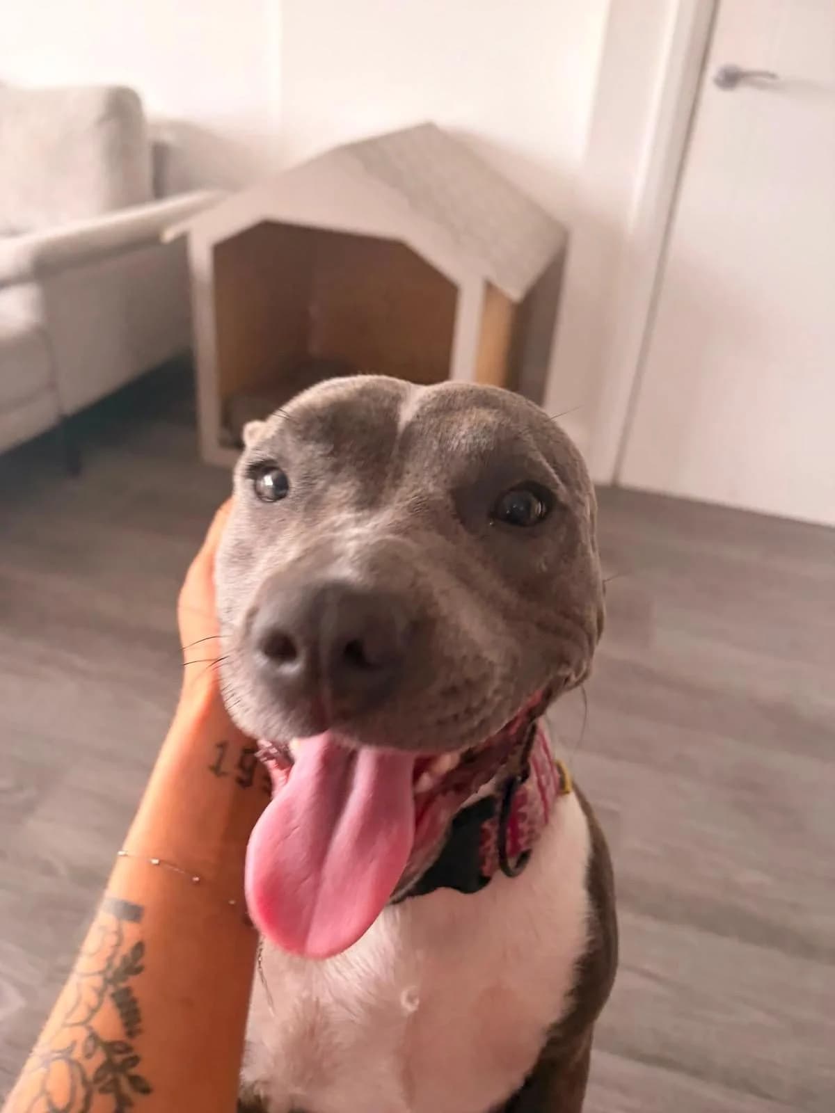 Koda, Grey & White female Staffordshire Bull Terrier for adoption at Dublin Dog Hub