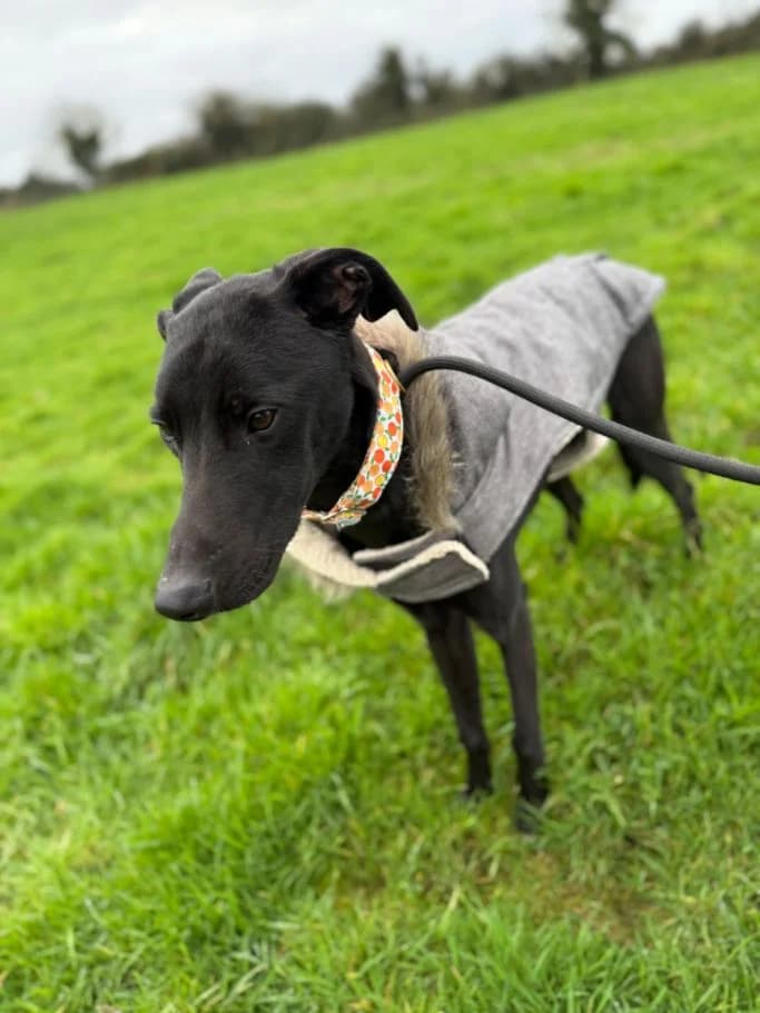 Kola, male young Lurcher for adoption at HART Animal Rescue Ireland, Cork