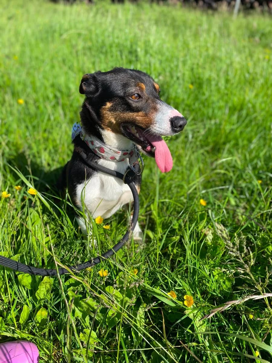 Rigby, male 4yo mixed breed for adoption at HART Animal Rescue Ireland, Cork