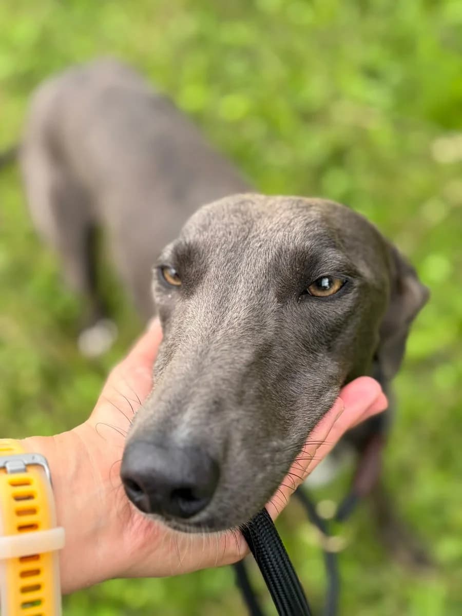 Eleri, female 3yo Lurcher for adoption at HART Animal Rescue Ireland, Cork