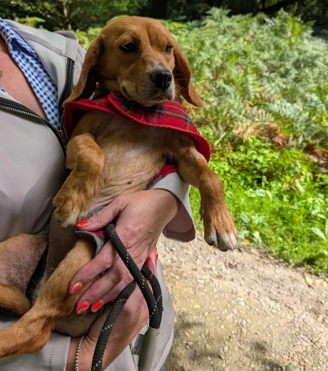 Anwen, female 4yo Beagle for adoption at HART Animal Rescue Ireland, Cork