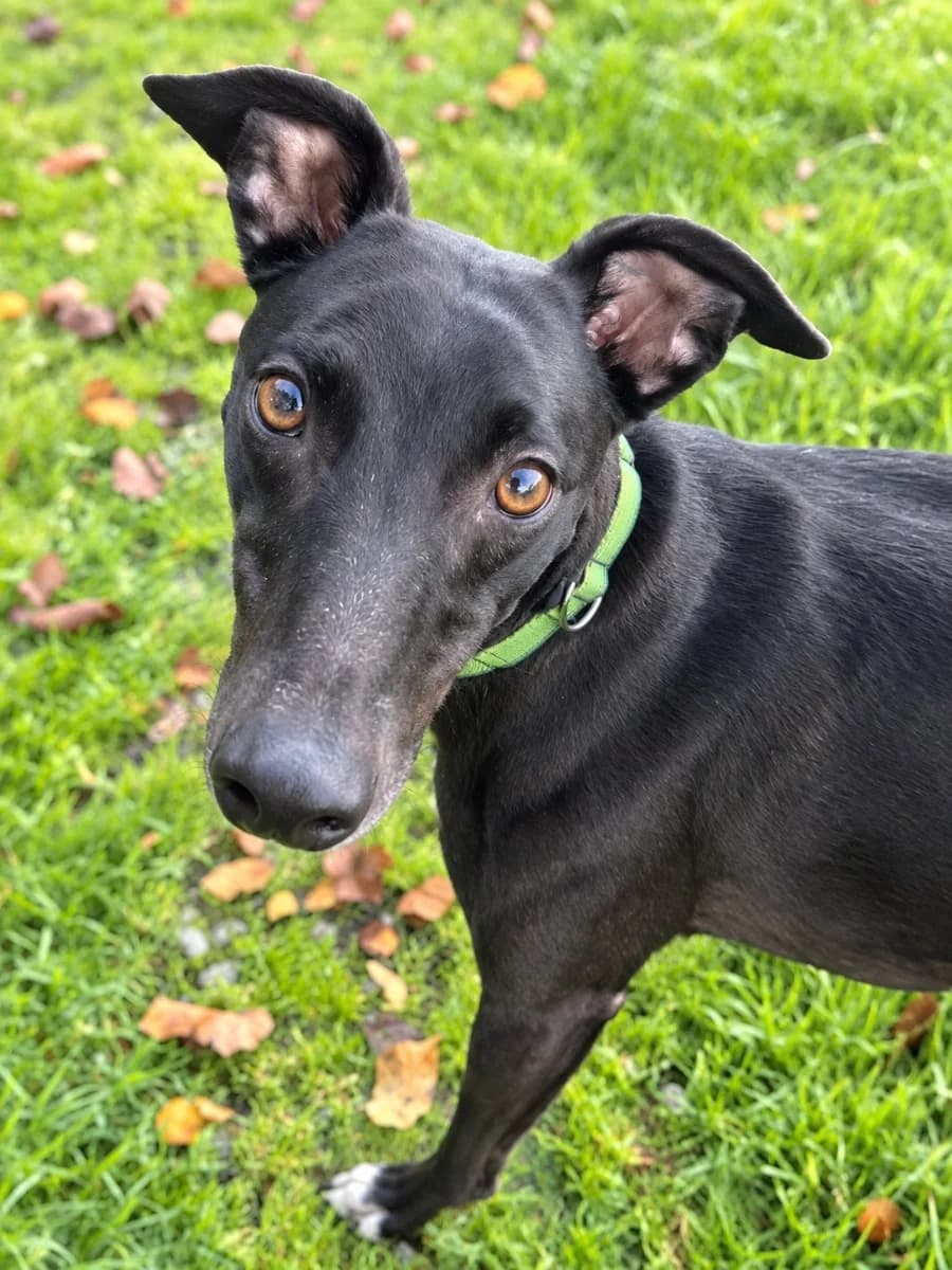 Elia, female 3yo Greyhound for adoption at HART Animal Rescue Ireland, Cork