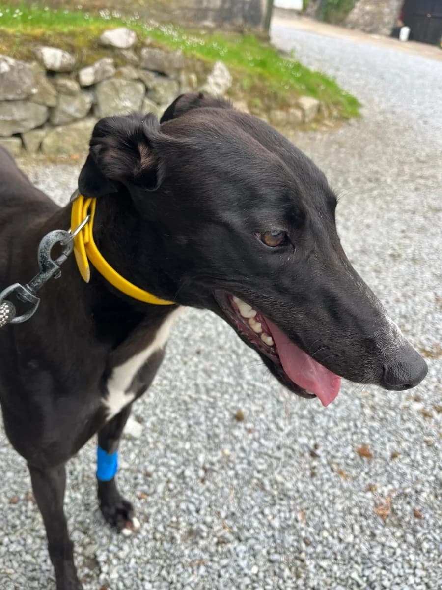 Carey, female young Greyhound for adoption at HART Animal Rescue Ireland, Cork