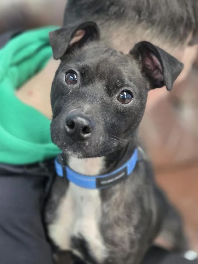 Harbin, male 4yo mixed breed for adoption at HART Animal Rescue Ireland, Cork