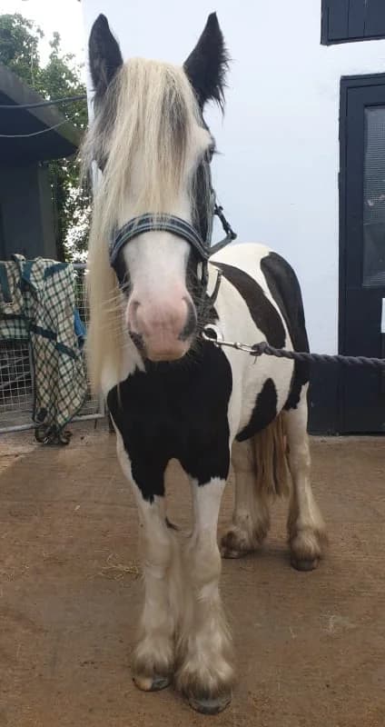 HHO Applejack, male Mixed Breed for adoption at Hungry Horse Outside