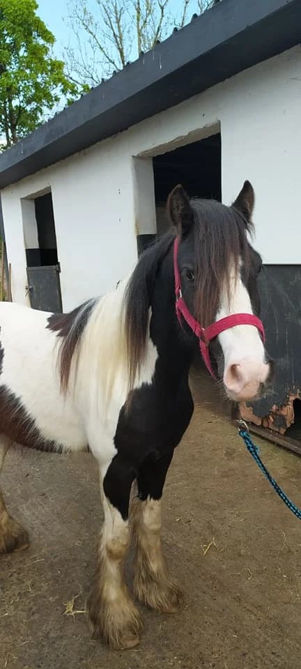 HHO BINGO, male Mixed Breed for adoption at Hungry Horse Outside