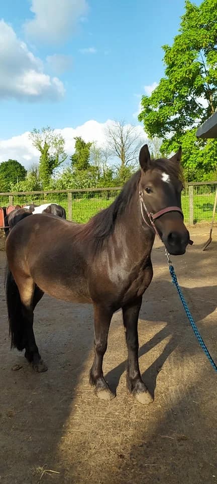 HHO Hattie, female Mixed Breed for adoption at Hungry Horse Outside