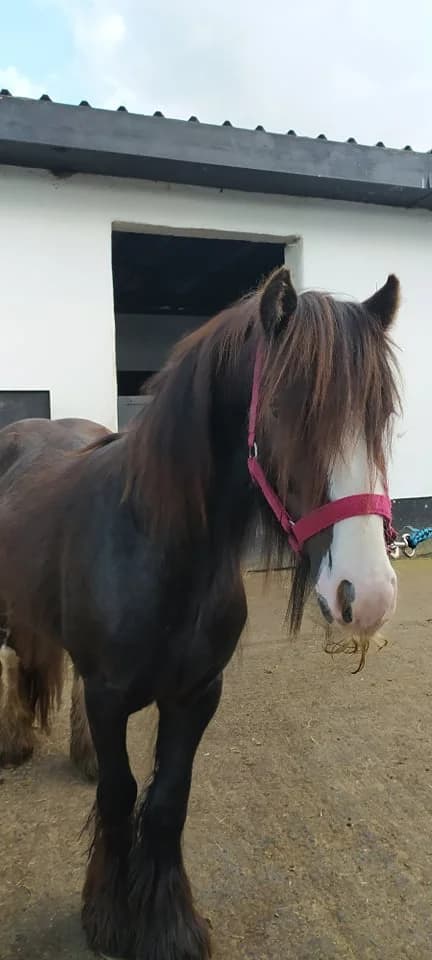 HHO TYRONE, male Mixed Breed for adoption at Hungry Horse Outside