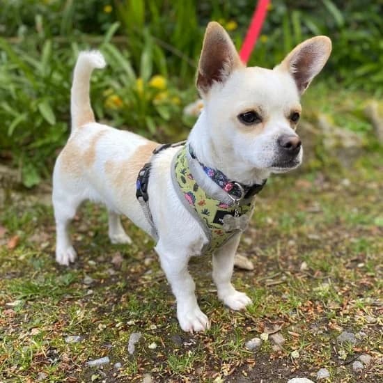 Charlie, male young mixed breed for adoption at ISPCA, Dublin