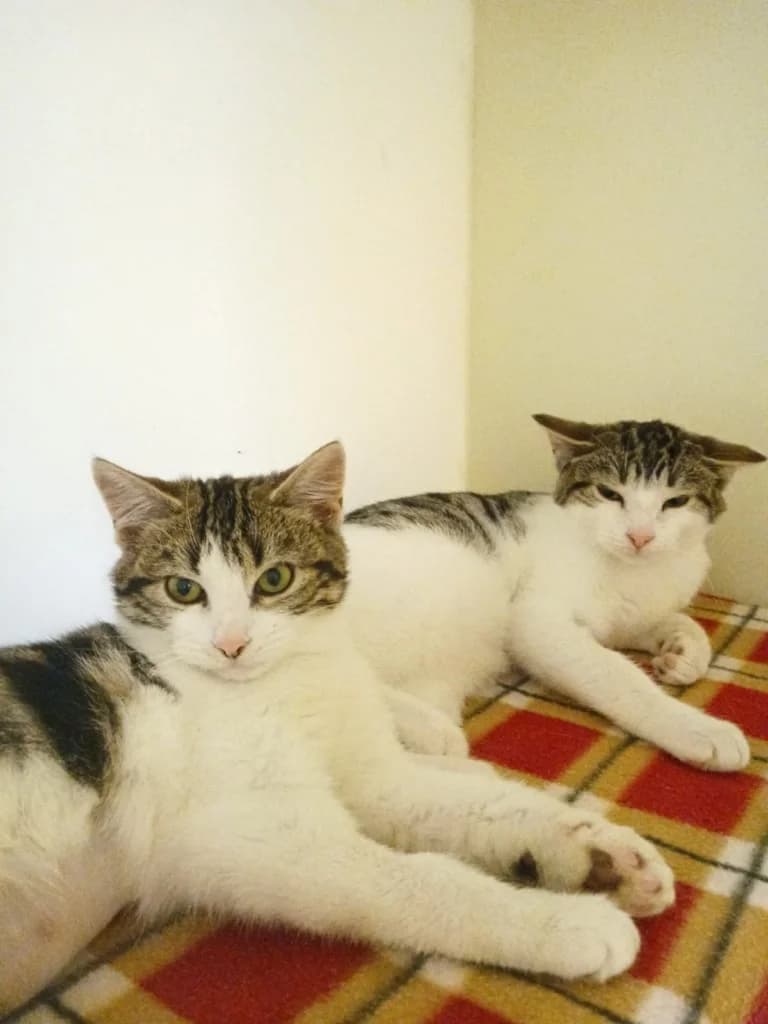 Prue & Spike, puppy mixed breed for adoption at ISPCA, Dublin