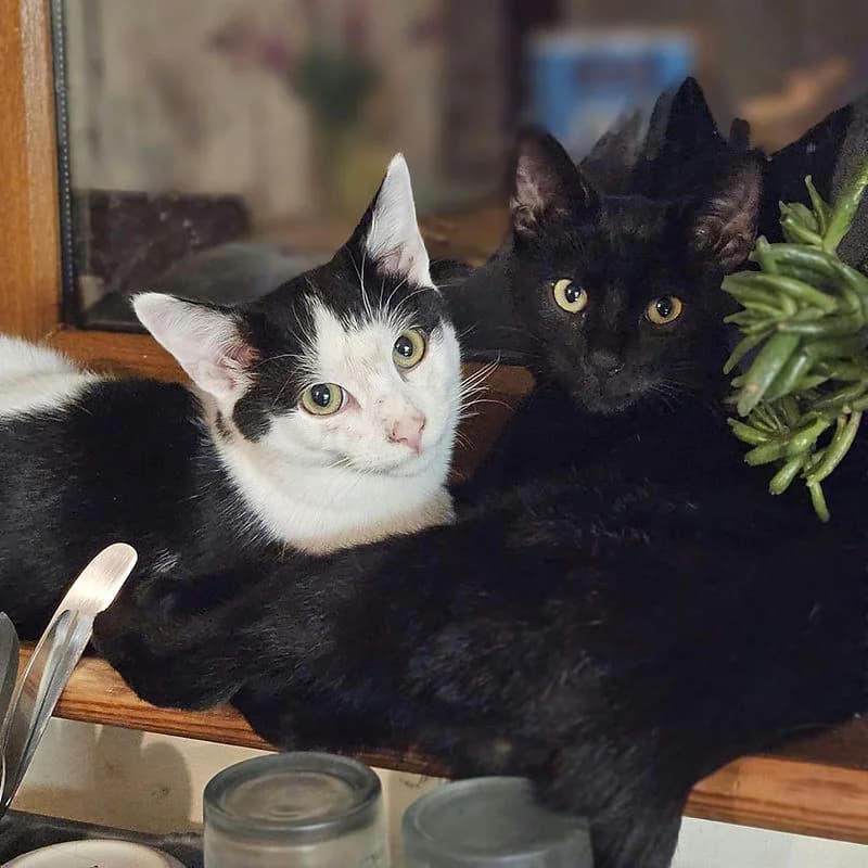 BANKSY & SHADOW, black & white (Banksy), black (Shadow) male young Mixed Breed Cat for adoption at Kenmare Locality Animal Welfare Society, Waterville
