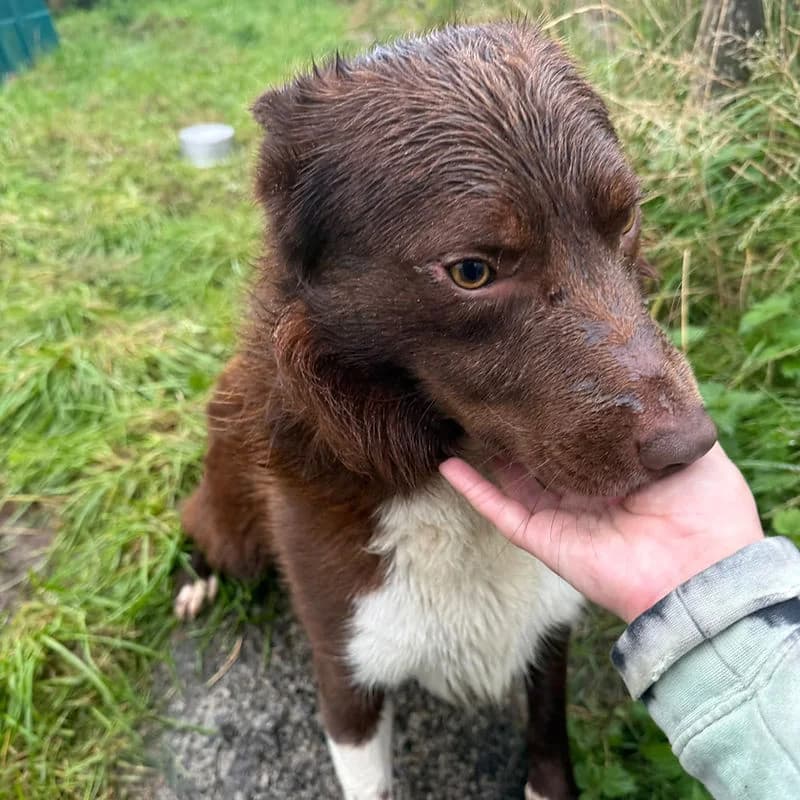 GLEN, red & white male 5yo Collie for adoption at Kenmare Locality Animal Welfare Society, Waterville