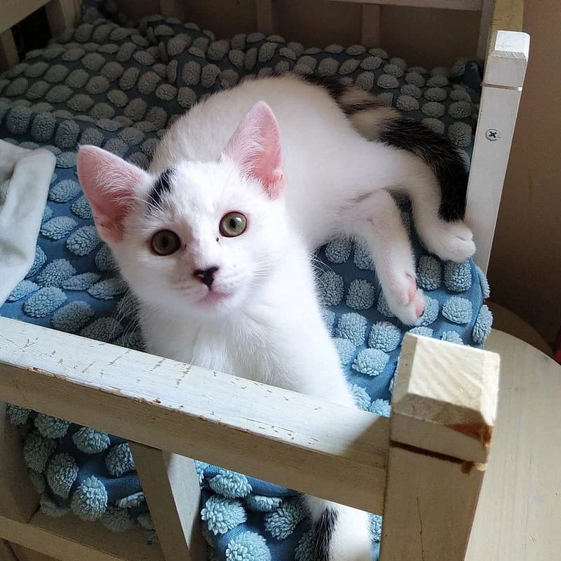 OLIVIA, white (with black markings) female puppy Mixed Breed Cat for adoption at Kenmare Locality Animal Welfare Society, Waterville