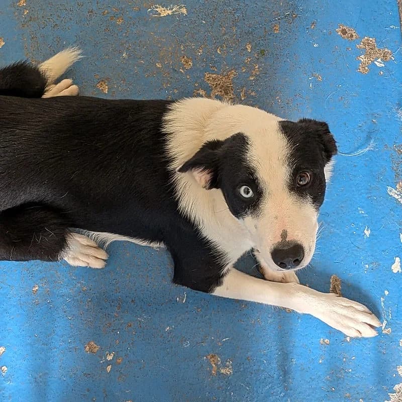 LUCY, black & white female puppy Collie for adoption at Kenmare Locality Animal Welfare Society, Waterville