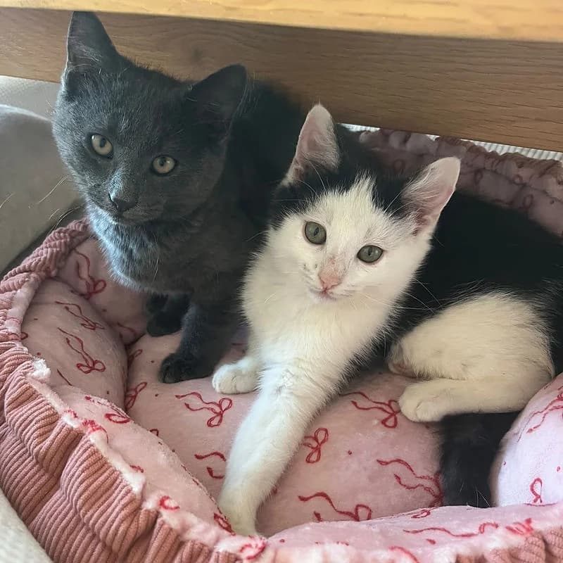 FRITZ & FLUMP, silver (Fritz), black & white (Flump) male puppy Mixed Breed Cat for adoption at Kenmare Locality Animal Welfare Society, Waterville