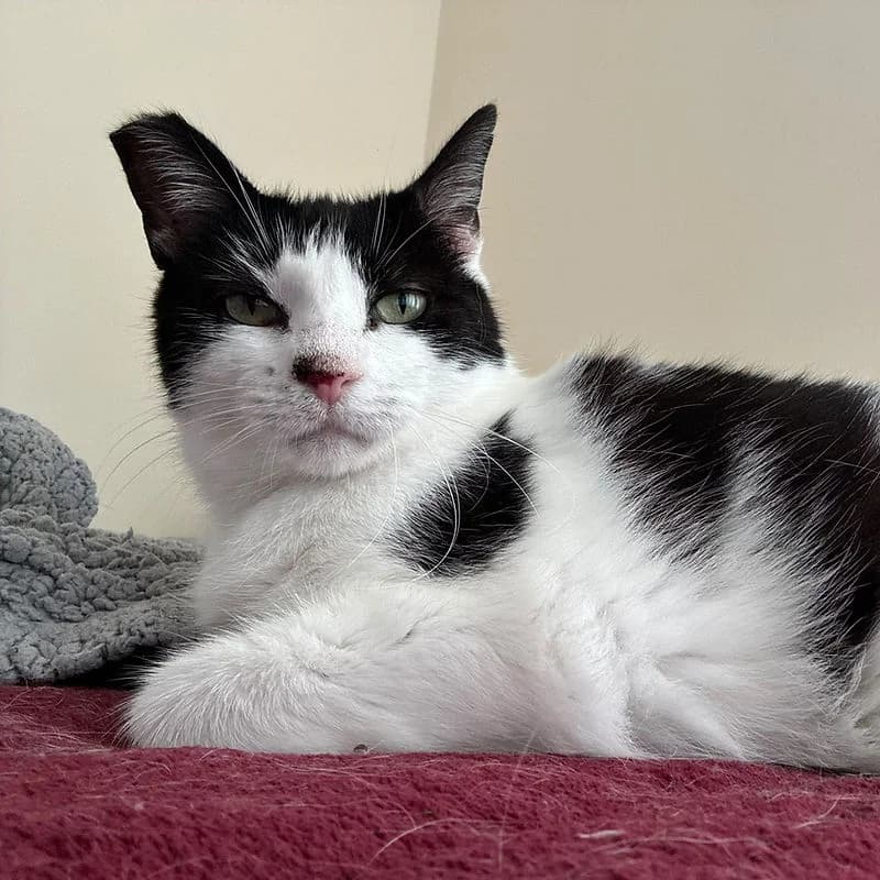 BUSIA, black & white female 5yo Mixed Breed Cat for adoption at Kenmare Locality Animal Welfare Society, Waterville