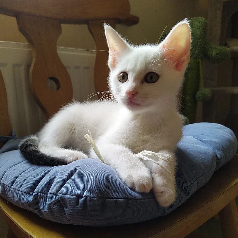 RORY, white (with tricolour tail and spots) male puppy Mixed Breed Cat for adoption at Kenmare Locality Animal Welfare Society, Waterville