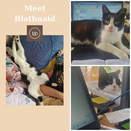 Blathnaid, male young Mixed Breed for adoption at Laois SPCA, Portlaoise, Co. Laois