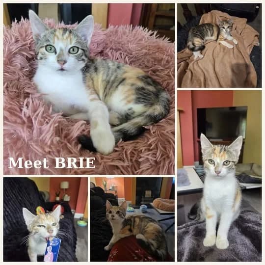 Brie, female puppy Mixed Breed for adoption at Laois SPCA, Portlaoise, Co. Laois