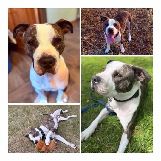 Casey, male 3yo Mixed Breed for adoption at Laois SPCA, Portlaoise, Co. Laois