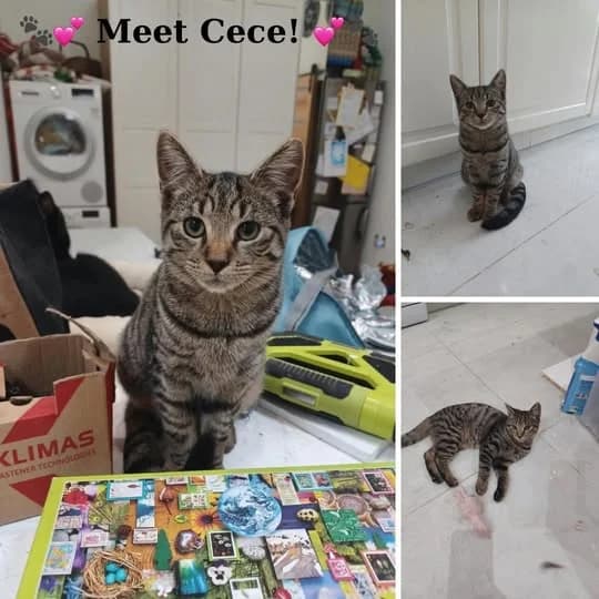 Cece, female Mixed Breed for adoption at Laois SPCA, Portlaoise, Co. Laois