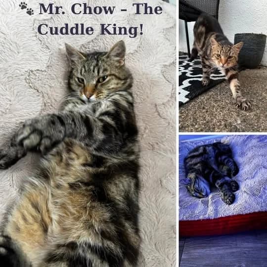 Chow, male Mixed Breed for adoption at Laois SPCA, Portlaoise, Co. Laois