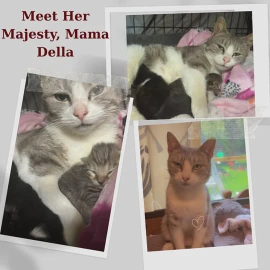 Della, female Mixed Breed for adoption at Laois SPCA, Portlaoise, Co. Laois