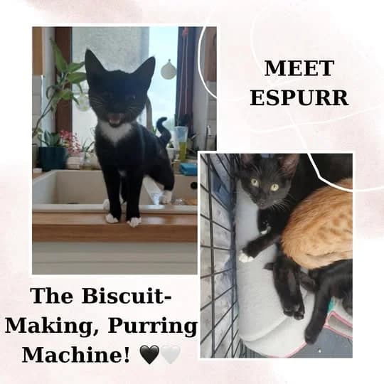 Espurr, female puppy Mixed Breed for adoption at Laois SPCA, Portlaoise, Co. Laois