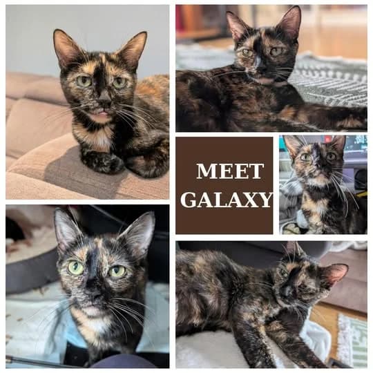 Galaxy, female puppy Mixed Breed for adoption at Laois SPCA, Portlaoise, Co. Laois