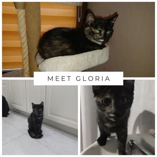 Gloria, female puppy Mixed Breed for adoption at Laois SPCA, Portlaoise, Co. Laois