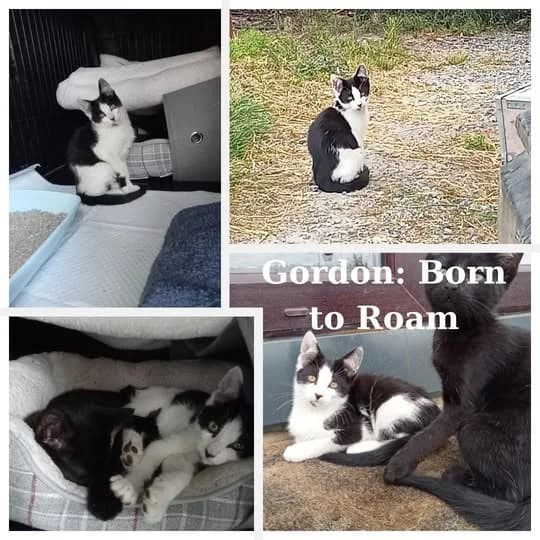 Gordon, male Mixed Breed for adoption at Laois SPCA, Portlaoise, Co. Laois