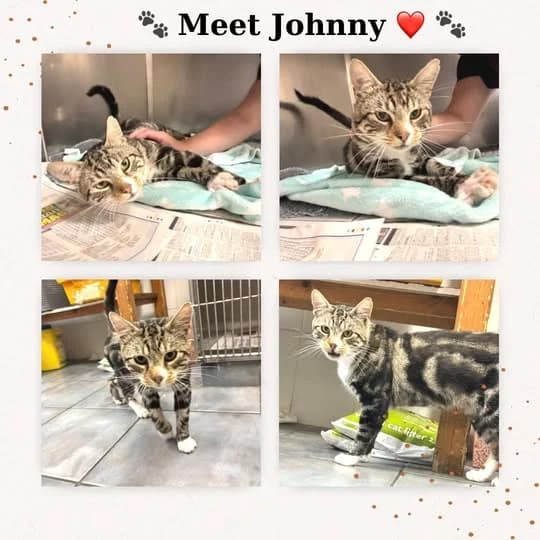 Johnny, male Mixed Breed for adoption at Laois SPCA, Portlaoise, Co. Laois