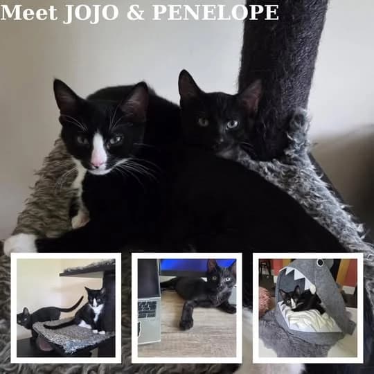 JojoPenelope, male puppy Mixed Breed for adoption at Laois SPCA, Portlaoise, Co. Laois