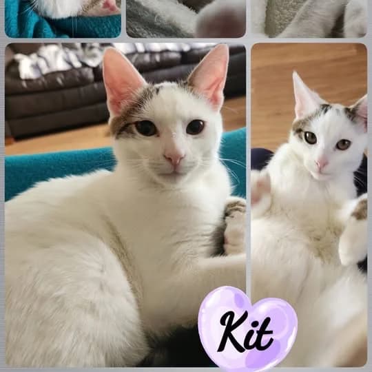 Kit, male puppy Mixed Breed for adoption at Laois SPCA, Portlaoise, Co. Laois