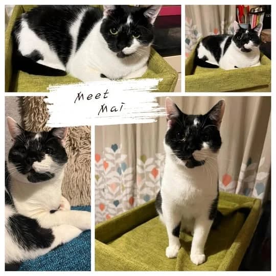 Mai, male 3yo Mixed Breed for adoption at Laois SPCA, Portlaoise, Co. Laois