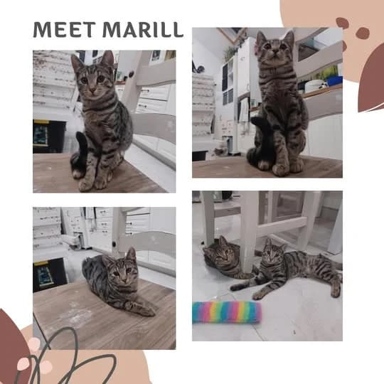 Marill, female Mixed Breed for adoption at Laois SPCA, Portlaoise, Co. Laois
