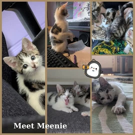 Meenie, male puppy Mixed Breed for adoption at Laois SPCA, Portlaoise, Co. Laois