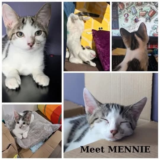 Meenie, male puppy Mixed Breed for adoption at Laois SPCA, Portlaoise, Co. Laois